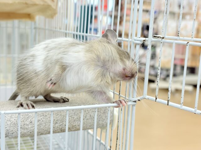 デグー