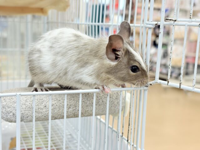デグー