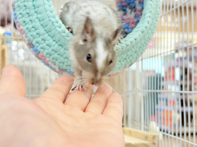 デグー