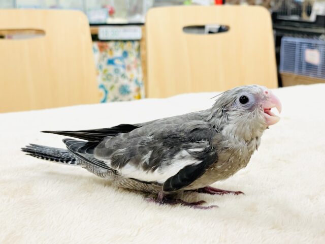 オカメインコ