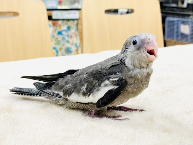 オカメインコ