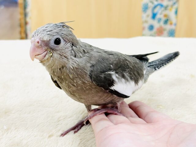 オカメインコ