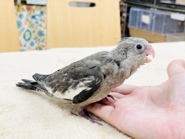 オカメインコ