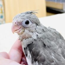 【最新画像】オシャレなモノトーンカラー🤍🖤オカメインコ(ホワイトフェイス)(ヒナ)