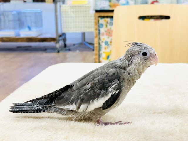 オカメインコ