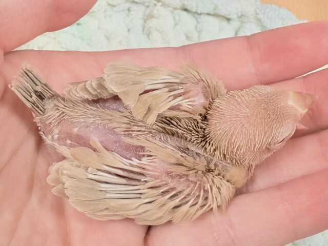 シナモン文鳥