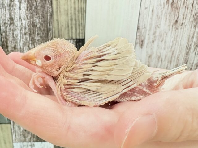 シナモン文鳥