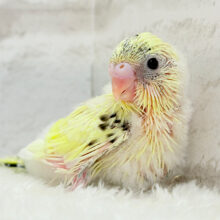 スイーツ界の妖精さん🧚‍♀️🧁セキセイインコ(クリームハルクイン) ヒナ
