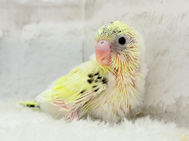 スイーツ界の妖精さん🧚‍♀️🧁セキセイインコ(クリームハルクイン) ヒナ