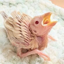 やさしいカラーにキラキラお目目🍒´-シナモン文鳥(ヒナ)