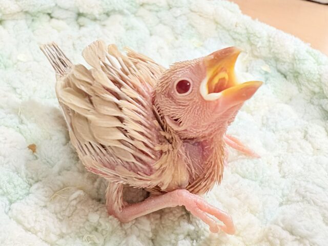 やさしいカラーにキラキラお目目🍒´-シナモン文鳥(ヒナ)