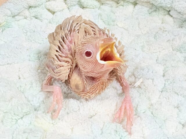 シナモン文鳥