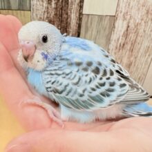 爽やかですぜ✨🐬🐳💧セキセイインコ(オパーリン)(ヒナ)