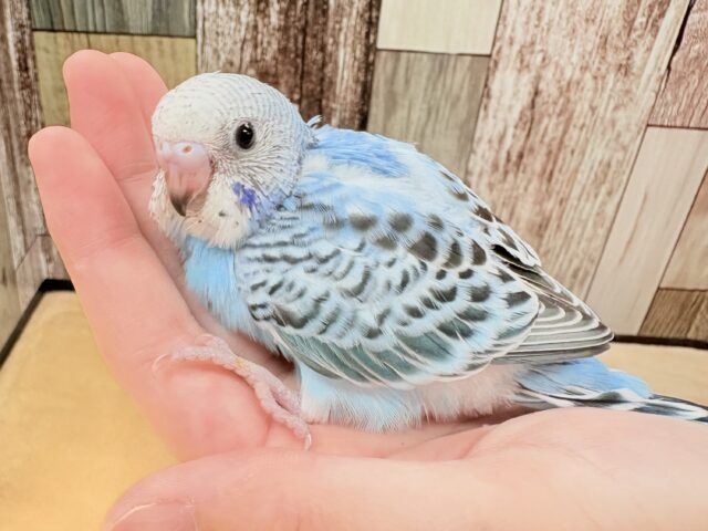 爽やかですぜ✨🐬🐳💧セキセイインコ(オパーリン)(ヒナ)