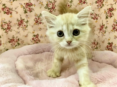 マンチカン