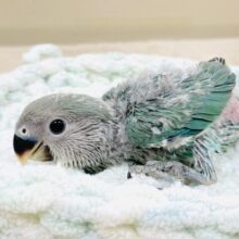 ふわふわ綿毛の天使ちゃん🪽コザクラインコ（ブルーチェリー）ヒナ