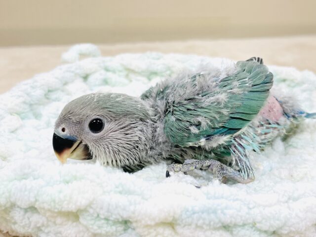 ふわふわ綿毛の天使ちゃん🪽コザクラインコ（ブルーチェリー）ヒナ