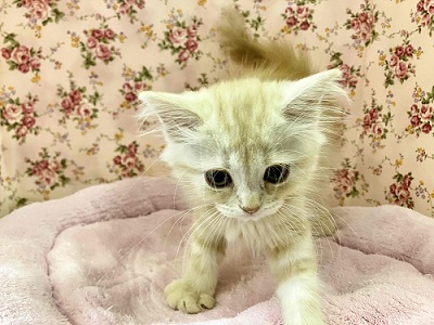 マンチカン