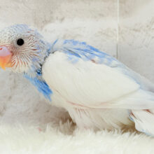 青空に広がる綿雲ちゃん☁️セキセイインコ(パイド) ヒナ