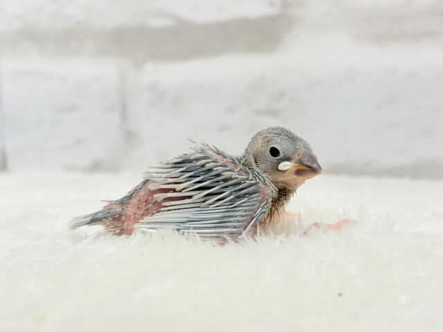 シルバー文鳥