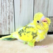 ぱやぱや元気‼️セキセイインコ(ハルクイン)ヒナ