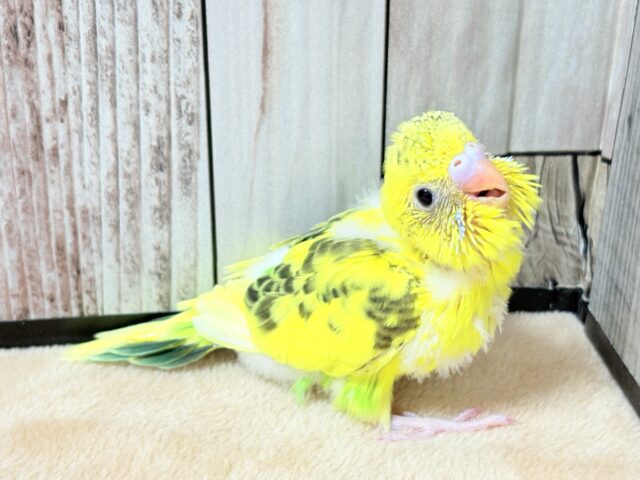 ぱやぱや元気‼️セキセイインコ(ハルクイン)ヒナ