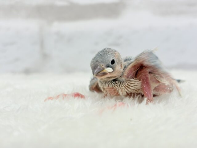 シルバー文鳥