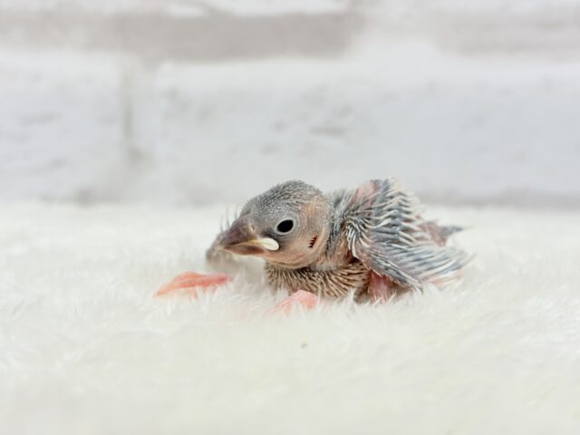シルバー文鳥