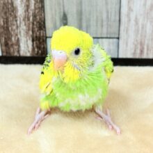新緑のような瑞々しさ〜‪🌱‬セキセイインコ(ヒナ)(スパングルパイド)