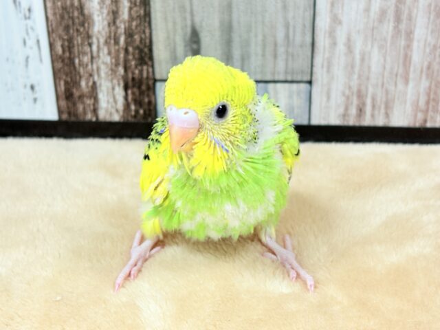 新緑のような瑞々しさ〜‪🌱‬セキセイインコ(ヒナ)(スパングルパイド)