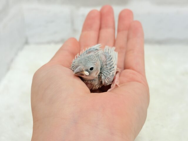 シルバー文鳥