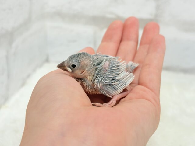 シルバー文鳥