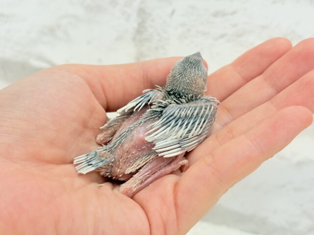 シルバー文鳥