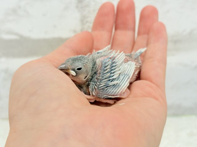 シルバー文鳥