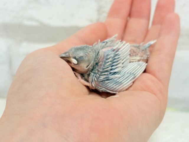 シルバー文鳥