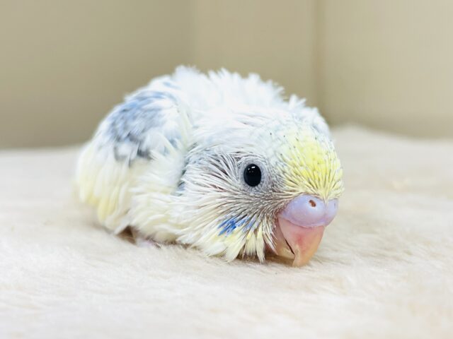 爽やかレモネードカラー🍋✨セキセイインコ（パステルレインボーパイド）ヒナ