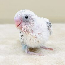 てちてち歩いて元気いっぱい🩵セキセイインコ（白ハルクイン）ヒナ