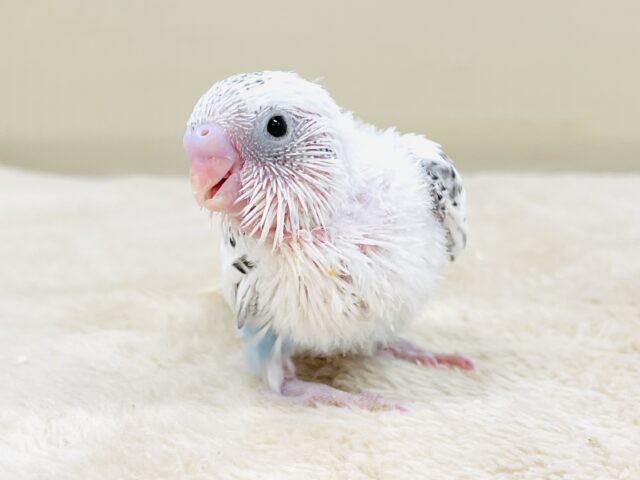 てちてち歩いて元気いっぱい🩵セキセイインコ（白ハルクイン）ヒナ