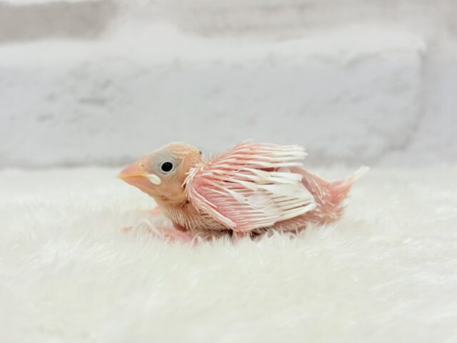 白文鳥