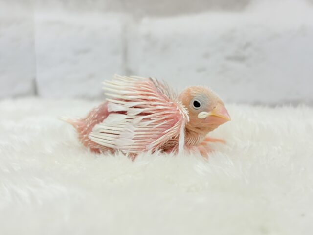 白文鳥