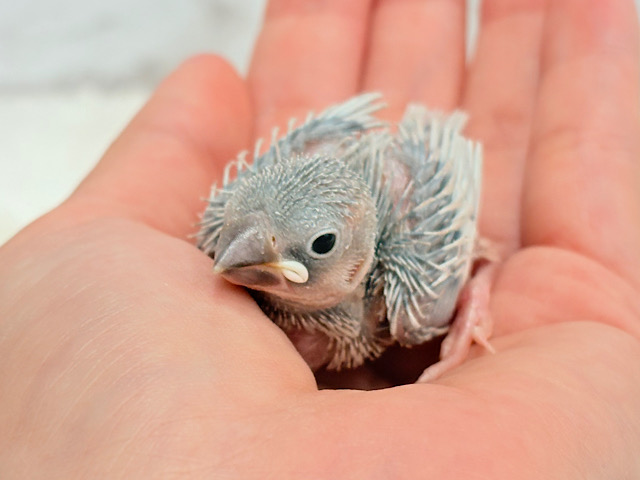 おてての中で寝ちゃいます.*･ﾟシルバー文鳥 ヒナ