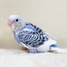 おおきなおめめで見つめちゃうよ💙セキセイインコ（パイド）ヒナ