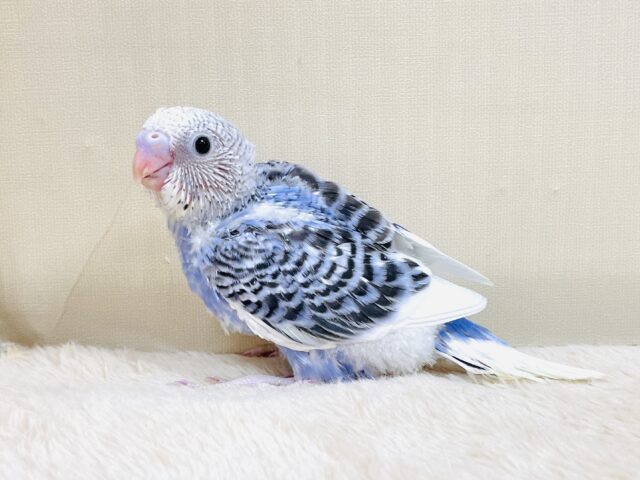 おおきなおめめで見つめちゃうよ💙セキセイインコ（パイド）ヒナ