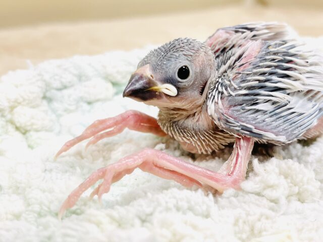 シルバー文鳥