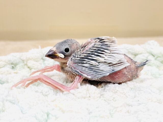 シルバー文鳥