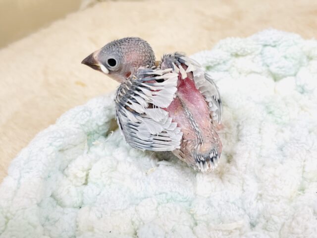 シルバー文鳥