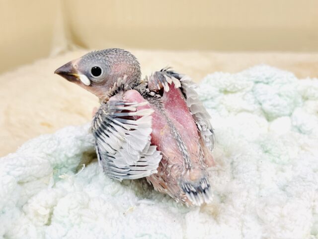 シルバー文鳥