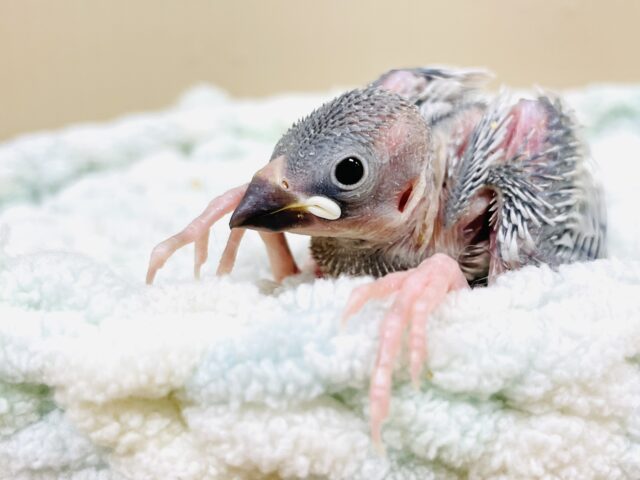 シルバー文鳥