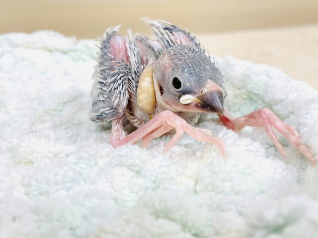 シルバー文鳥
