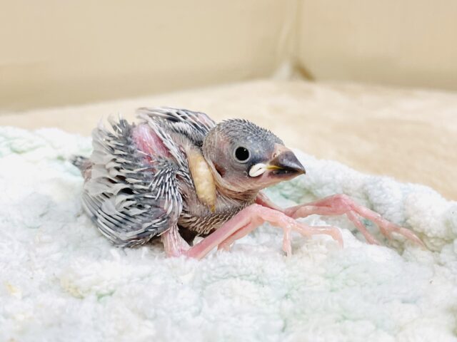 シルバー文鳥